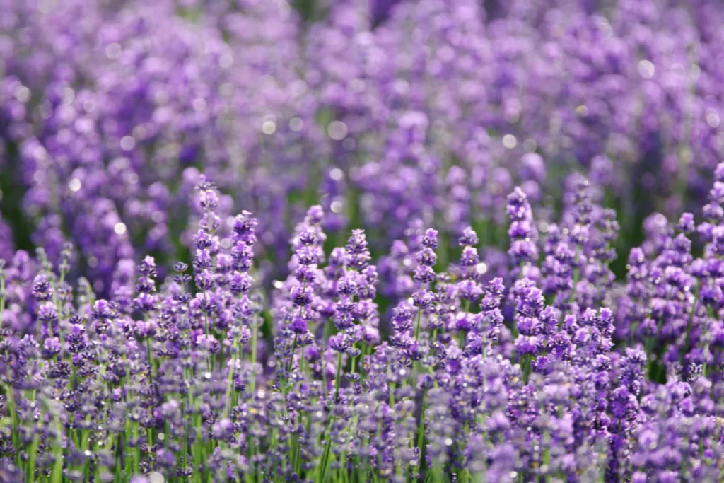 lavender flower