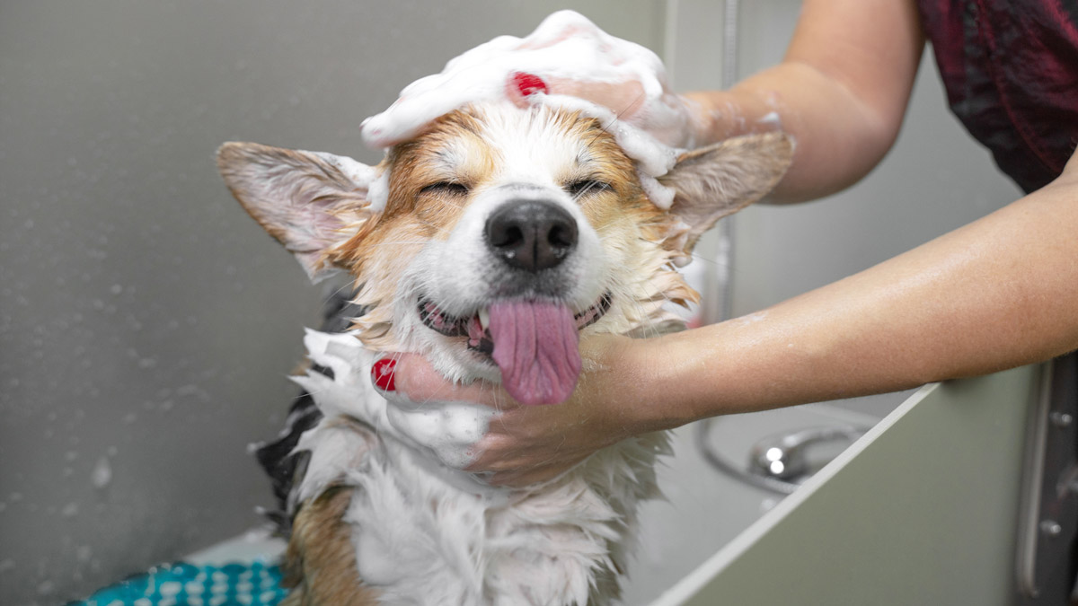 dog washing